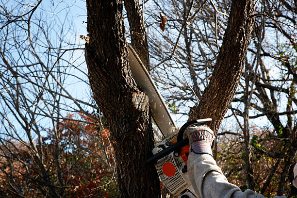 Best Tree Maintenance Programs  in Robie Creek, ID