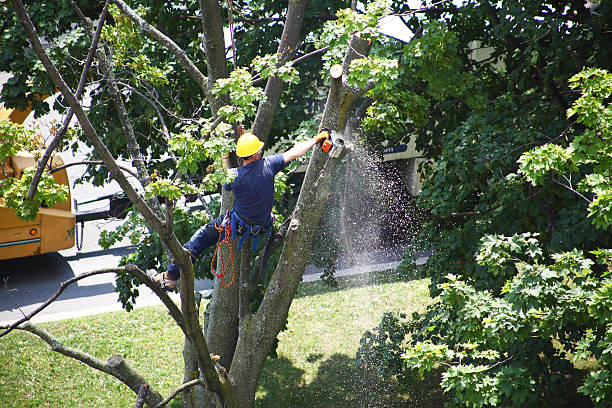 Best Tree Trimming and Pruning  in Robie Creek, ID